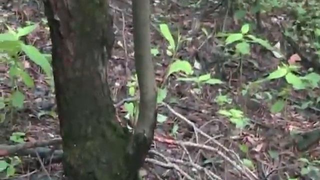 Песни дремучего леса 22 May 2016 Dremles