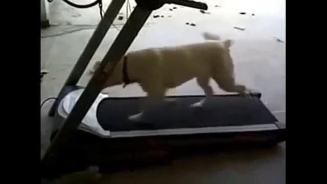 приколы с собаками Смешные приколы про собак Приколы смотреть онлайн смотреть онлайн