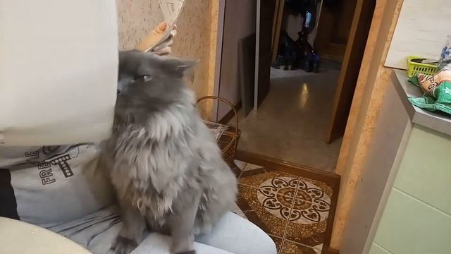 Накорми меня кот ). смотреть онлайн