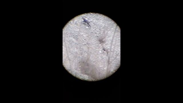 SV BONY SV28 petit test vite fais смотреть онлайн