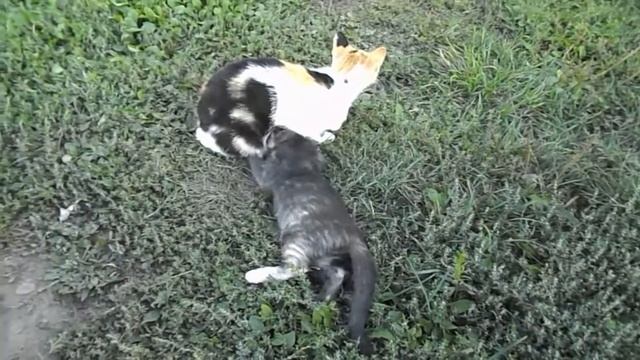 Котятам 2,5 месяца. смотреть онлайн