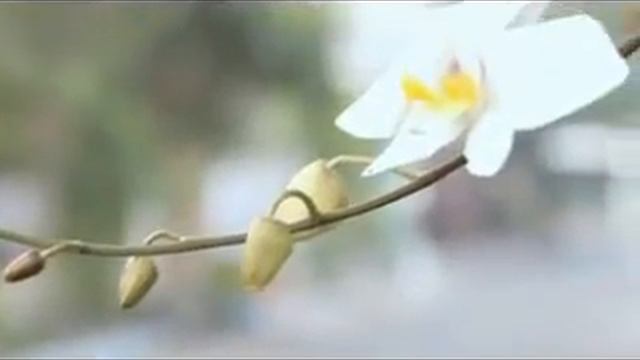 Phalaenopsis Amabilis - Orchid смотреть онлайн