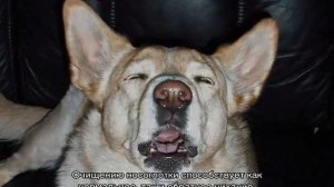 Обратное чихание у собак: причины синдрома