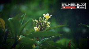 СЛУШАЙТЕ КРАСИВОЕ ЧТЕНИЕ КОРАН! УСПОКАИВАЕТ ДУШУ