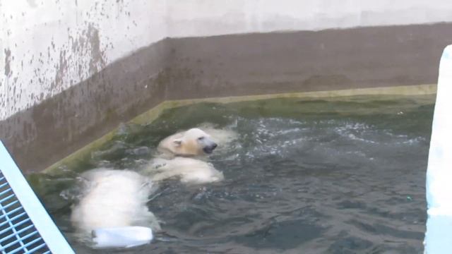 Семейство белых медведей дружно плавает 08.07.2019 смотреть онлайн