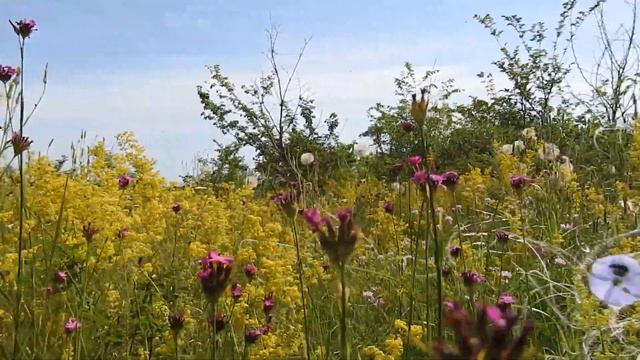 3.06.2019 степной фитоценоз урочища Глубокого, участок 17 DSCN4710 смотреть онлайн