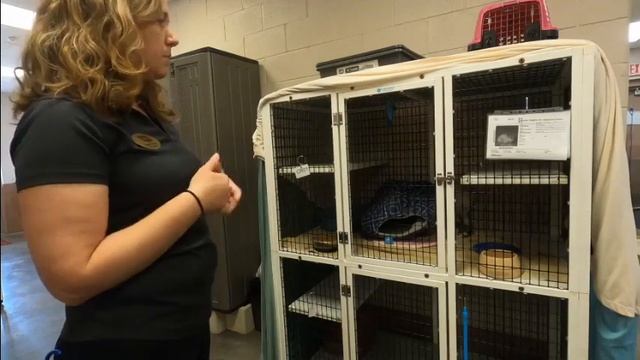 Career Week - Tour of Pet Adoption Center смотреть онлайн