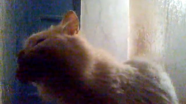 партизанский кот сбивает сушняк смотреть онлайн