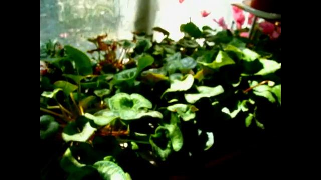 ЦИКЛАМЕН(Cyclamen)Температура содержания. Цикламены в начале лета. смотреть онлайн