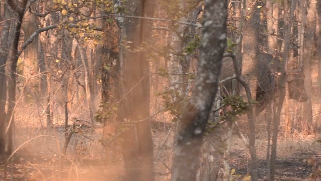 Hunting Cape Buffalo in Tanzania with PH Derek Hurt. A Classic African Hunting Safari Adventure смотреть онлайн