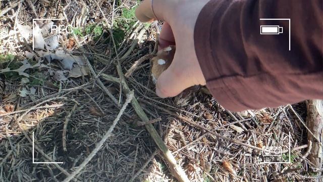 А ВЫ КОГДА НИБУДЬ СОБИРАЛИ ГРИБЫ НА ВЕЛОСИПЕДЕ❓НЕТ ❓ ✅ТОГДА ЭТО ВИДЕО ДЛЯ ВАС!???#педальныйузел #ле смотреть онлайн