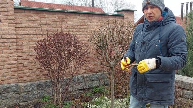 Обрізка верби Хакуро Нішикі навесні | Willow pruningHakuro Nishiki смотреть онлайн