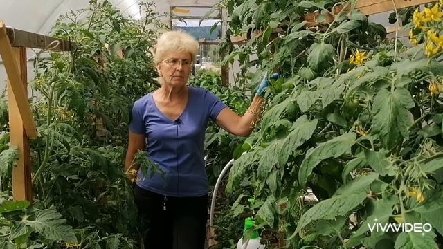 Борьба с вершинной гнилью на томатах. смотреть онлайн