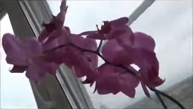 Орхидеи. Основные принципы правильного ухода смотреть онлайн