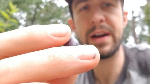 Unique Honeyberry Tasting and Growing ( Lonicera caerulea ) смотреть онлайн