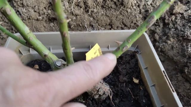 Осенняя посадка розы из контейнера. смотреть онлайн