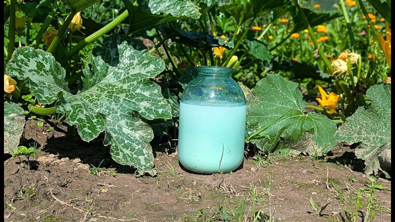 Кормлю кабачки во второй половине лета только этим, с 3х кустов плодов нарастает девать некуда смотреть онлайн