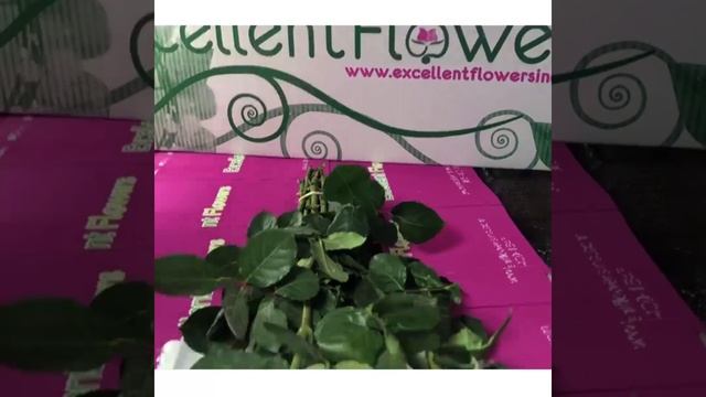 White O´hara Roses from Ecuador by Excellent Flowers Inc смотреть онлайн