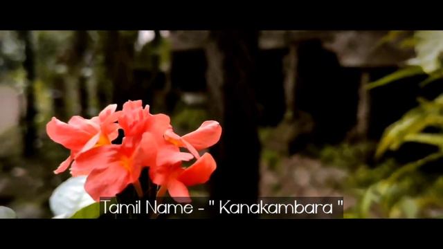 Firecracker Flower - Kanakambara | HXH VLOGS