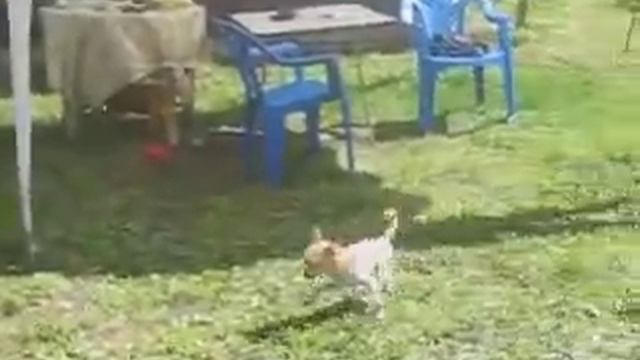 Дача щенки смотреть онлайн