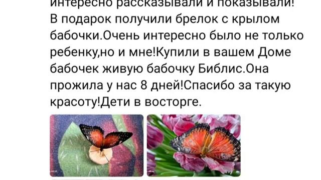 Фотосессия с живыми бабочками смотреть онлайн