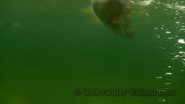 Fishing: Catching A Trout On DUO Shad 59 Lure.  Рыбалка, форель, подводная съёмка.