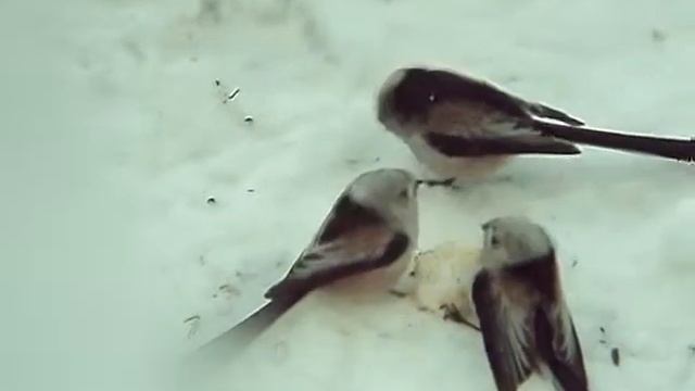 Ополовники (Длиннохвостая синица, Aegithalos caudatus) смотреть онлайн