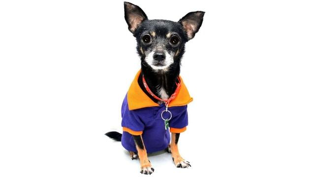 Породы собак с запахом и без запаха. смотреть онлайн