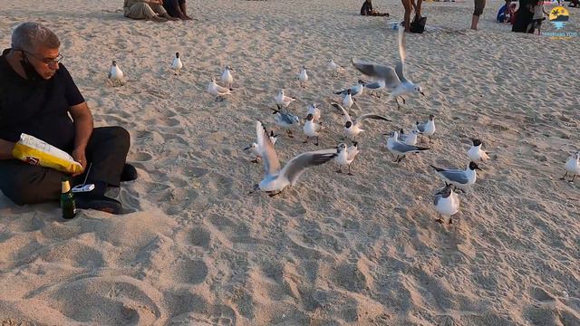 Jumeirah Beach in Dubai || most beautiful white sand beach смотреть онлайн