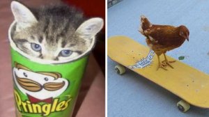 Эту живность тут не ждали!