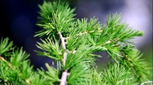 Как избавиться от запаха гари?