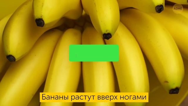 Открывающие глаза факты или мифы? 30+ тестов, которые поставят под сомнение вашу мудрость! смотреть онлайн