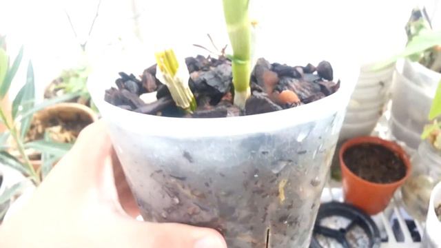 Dendrobium Orchid In Spike смотреть онлайн