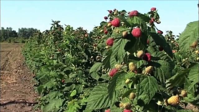 КАК ОМОЛОДИТЬ СТАРЫЙ МАЛИННИК смотреть онлайн
