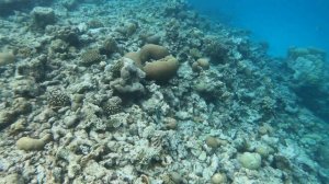 Снорклинг на рифе. Мальдивы. Snorkelling on the reef Medhufushi island resort. Maldives.