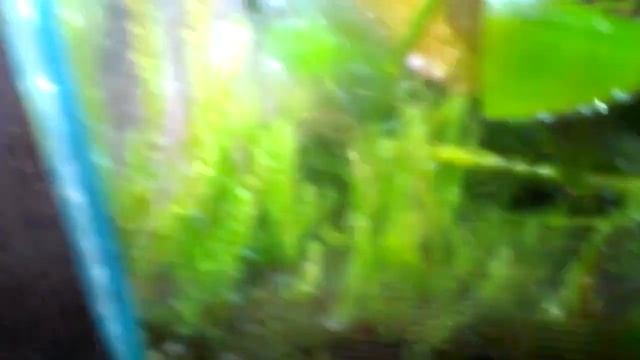 Палюдариум - Тепличка для аквариумных растений. смотреть онлайн