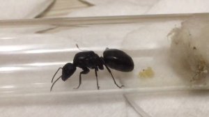 Поймал матку Camponotus vagus+сравнение маток