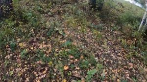 Грибалка! Где растет белый гриб?!