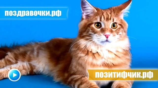 Кот громко мяукает - прикол над своим котом )) смотреть онлайн
