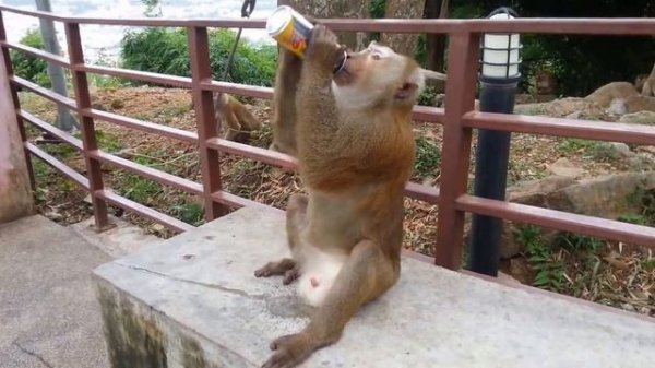 monkey drink like human \ обезьяна пьет как человек)