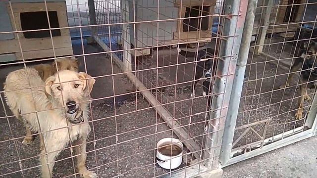 Приют для бездомных животных Бездомные собаки щенки ПОМОЩЬ БЕЗДОМНЫМ ЖИВОТНЫМ Звук собаки Лай собак смотреть онлайн