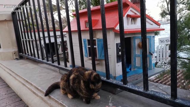 Жизнь уличных кошек на Мальте - Вот это жизнь! смотреть онлайн