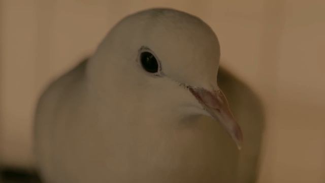 TRAGIC STORY OF SALOMON ANDREE: How the First Arctic BALLOON Expedition Ended // North Pole 1897 смотреть онлайн