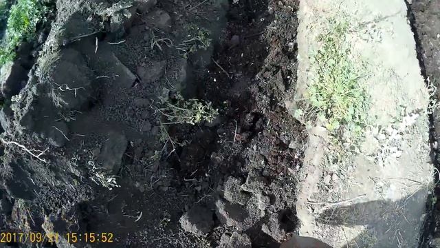 Ремонтантная малина ПОЛАНА - подготовка участка и осенняя посадка смотреть онлайн