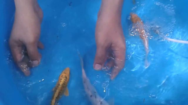 Doitsu Koi Complete Guide To The Beautiful Koi Doitsu Variety смотреть онлайн