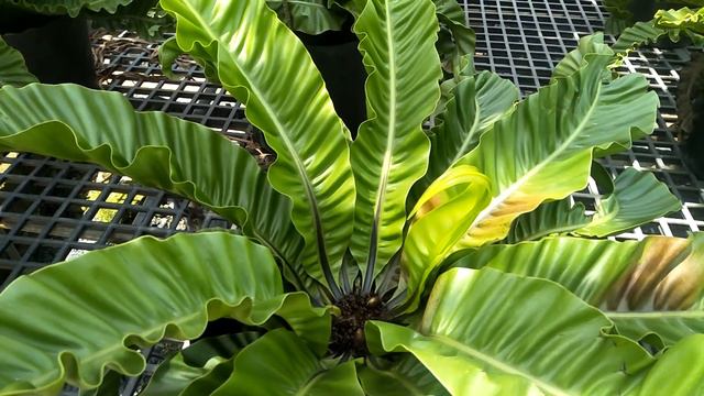 Asplenium Nidus смотреть онлайн