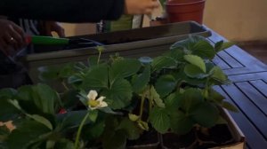 Как ПОСАДИТЬ КЛУБНИКУ ДОМА??? Рассада Клубники в Горшке#клубника#youtube#туториал#сад