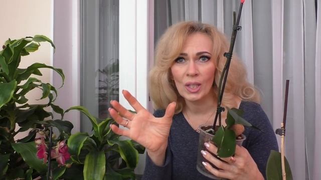 Орхидеи Ягуар и Нектарин ПРОДОЛЖАЛИ ТЕРЯТЬ ЛИСТЬЯ И КОРНИ. Множественные проблемы, ИХ РЕШЕНИЕ смотреть онлайн