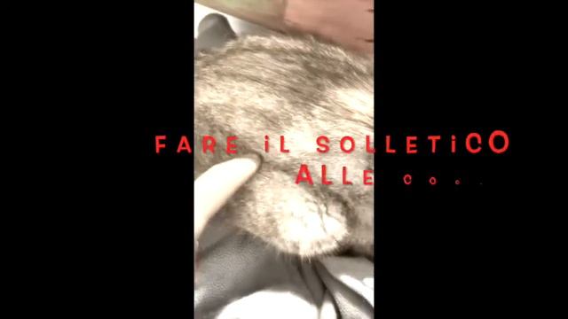 Cose da fare al gatto... guida sbagliata per amanti dei gatti. смотреть онлайн