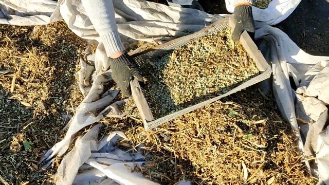Сбор гороха смотреть онлайн